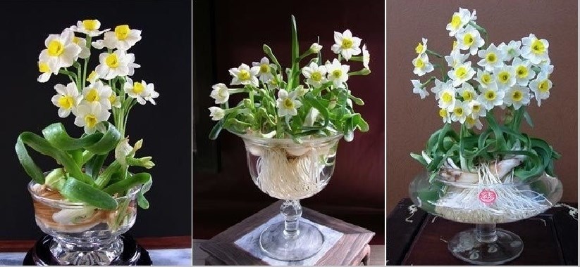 Soạn Thủy Tiên Tháng Một Gallery 1