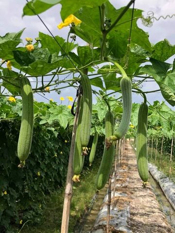 Mướp Hương Siêu Dài: Bí Quyết Trồng Trọt Và Chăm Sóc Để Có Được Những Quả Mướp Dài Ngoạn Mục Gallery 2