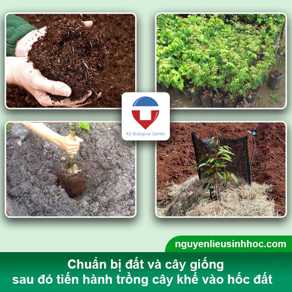 Cây Khế Cảnh Trồng Trong Nhà: Hướng Dẫn Chi Tiết Từ A Đến Z Gallery 2