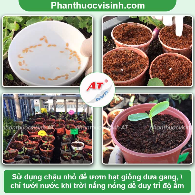 Cách Trồng Dưa Gang Gallery 1