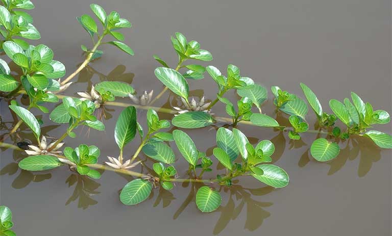 Trồng Rau Dừa Nước Trên Cạn Gallery 1