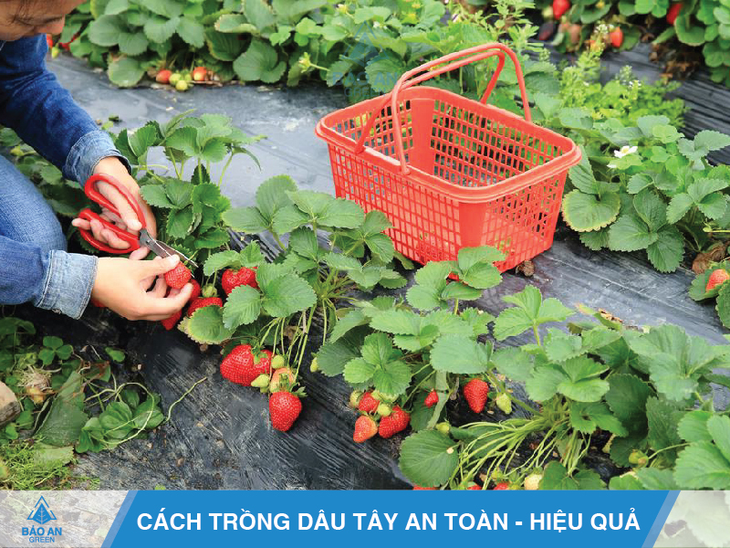 Cách Chăm Sóc Cây Dâu Tây Hiệu Quả Gallery 1