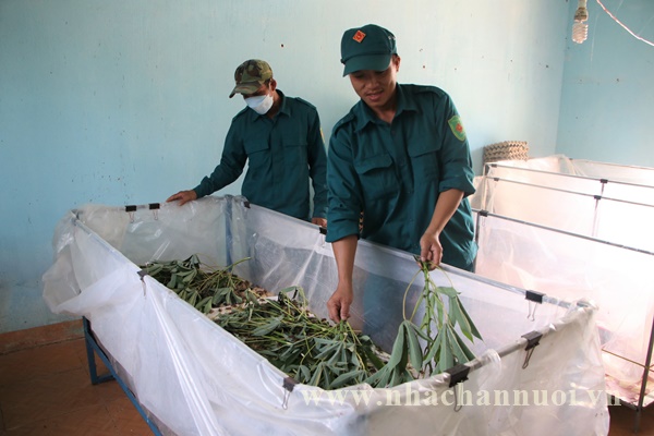 Mô Hình Nuôi Dế Thương Phẩm Hiệu Quả, Lợi Nhuận Cao Gallery 1
