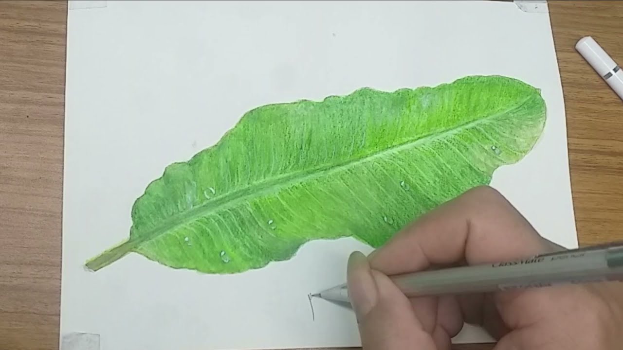 Cách Vẽ Lá Chuối Đơn Giản Gallery 1