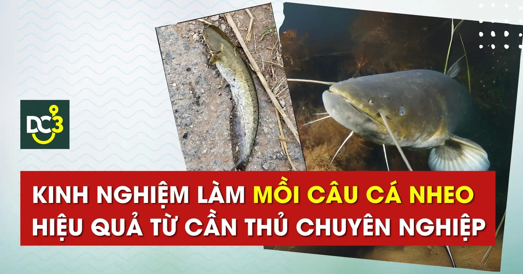 Cách Câu Cá Nheo Hiệu Quả Gallery 1