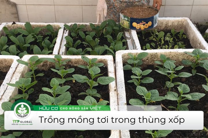 Cách Trồng Rau Mồng Tơi Trong Thùng Xốp Hiệu Quả Gallery 1