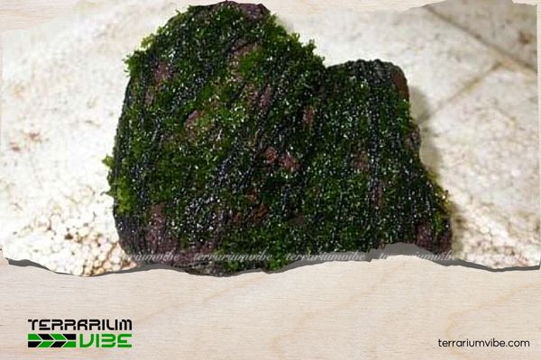 Cách Trồng Rêu Trên Đá Gallery 1