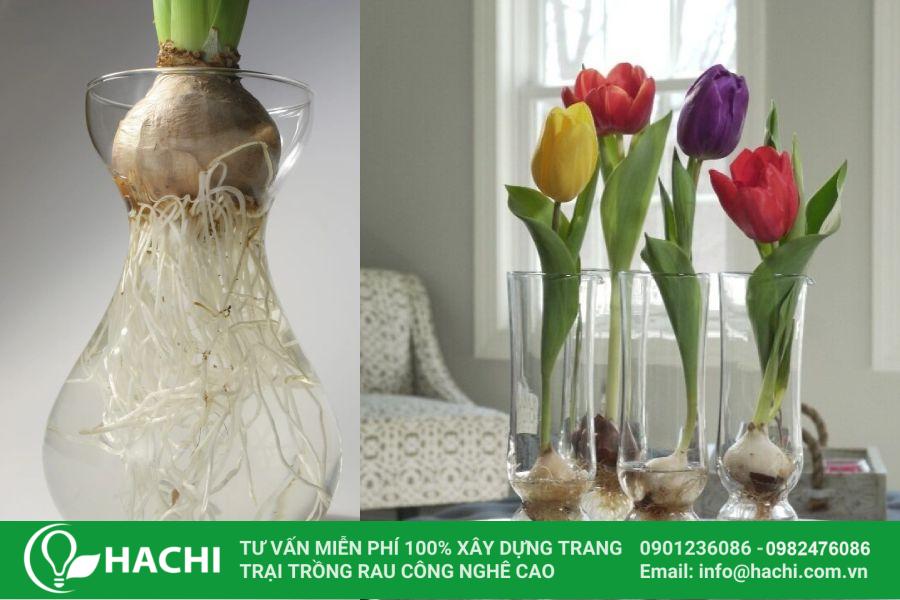 Trồng Tulip Thủy Canh: Hướng dẫn chi tiết từ A đến Z Gallery 1