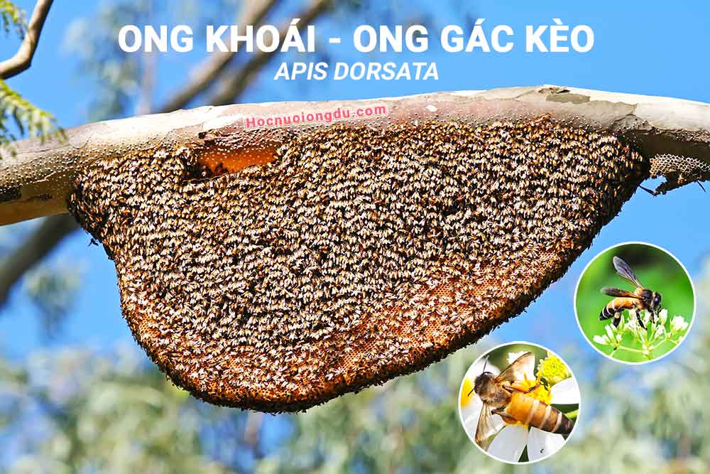 Cách Lấy Mật Ong Ruồi Gallery 1