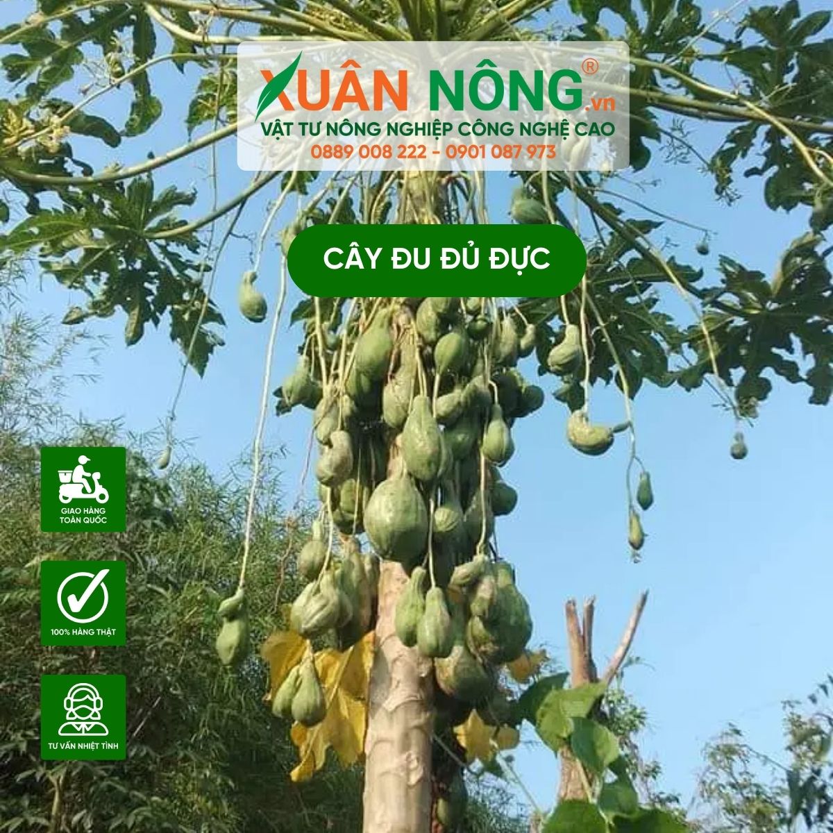 Cách Trồng Đu Đủ Đực Gallery 1