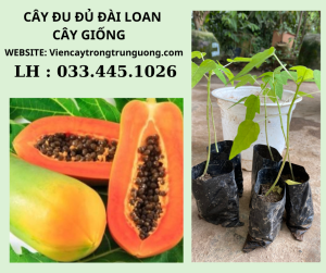 Ươm Hạt Đu Đủ: Hướng Dẫn Chi Tiết Từ A-Z Gallery 1