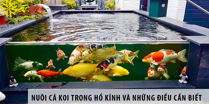 Nuôi Cá Tai Tượng Trong Hồ Kính: Hướng Dẫn Chi Tiết Gallery 1