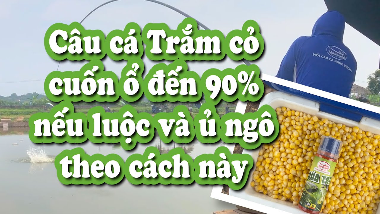 Cách Ủ Ngô Câu Cá Chép Hiệu Quả Nhất Gallery 1