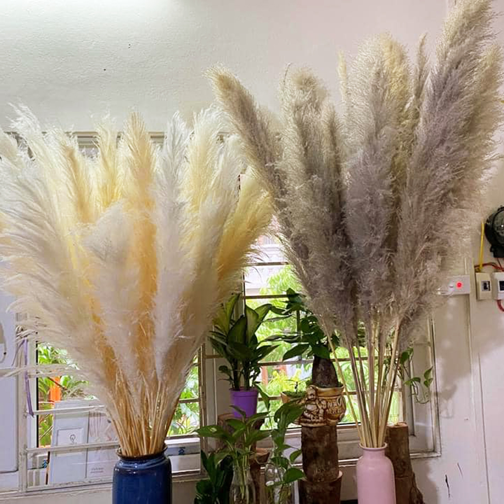 Cách Làm Bông Cỏ Lau Khô Gallery 1