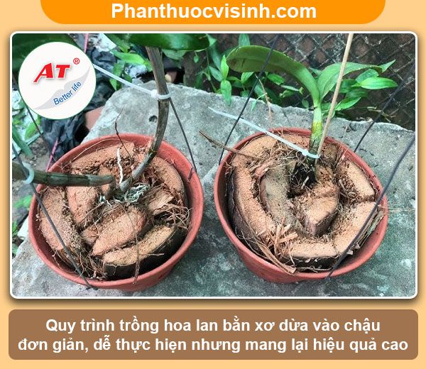 Cách Trồng Lan Bằng Xơ Dừa Gallery 1
