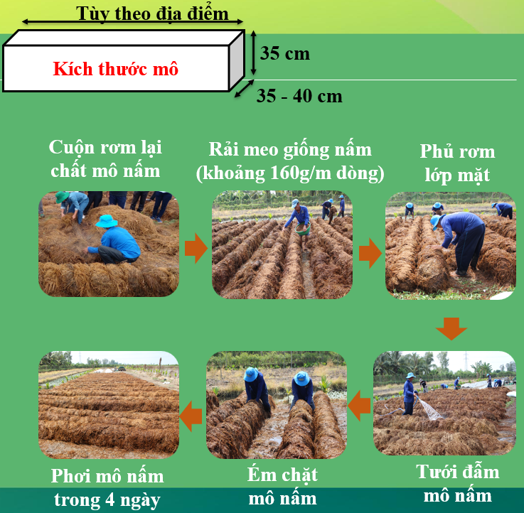 Cách Trồng Nấm Rơm Ngoài Trời Gallery 1