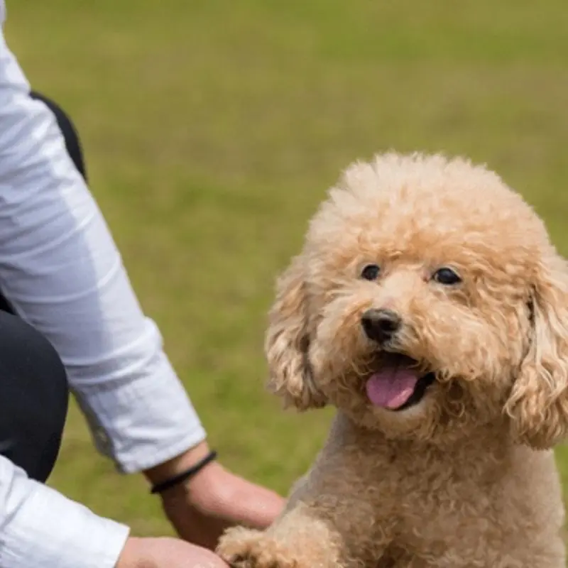 Cách Dạy Chó Poodle Đi Bằng Hai Chân Gallery 1