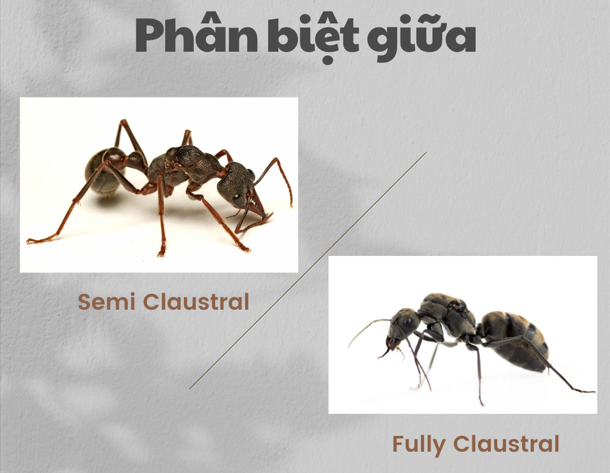 Cách Nuôi Kiến Chúa: Hướng Dẫn Chi Tiết Từ A Đến Z Gallery 1