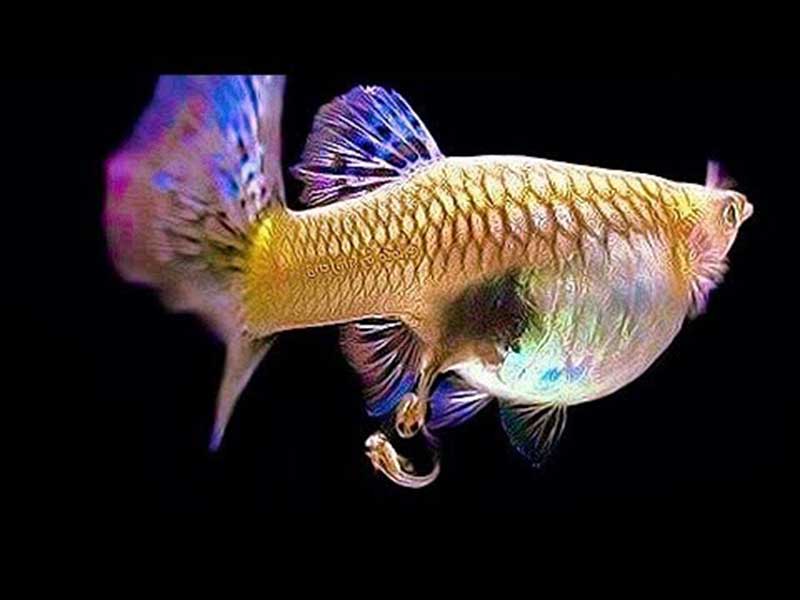 Lòng Đẻ Cá Bảy Màu: Hướng Dẫn Chi Tiết & Kinh Nghiệm Chăm Sóc Gallery 1