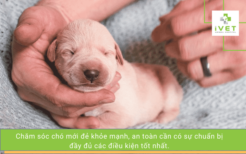 Chăm sóc chó mẹ và chó con mới đẻ Gallery 1