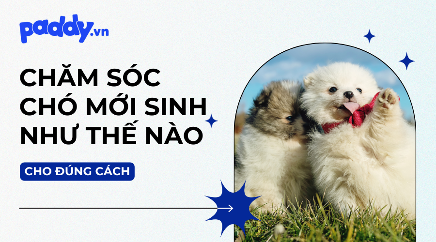 Cách Chăm Sóc Chó Con Mới Đẻ Gallery 1
