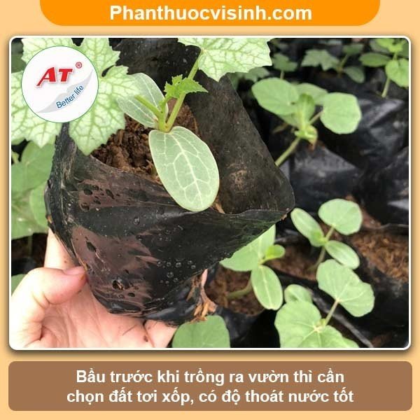Cách Gieo Hạt Mướp Đơn Giản, Hiệu Quả Gallery 1