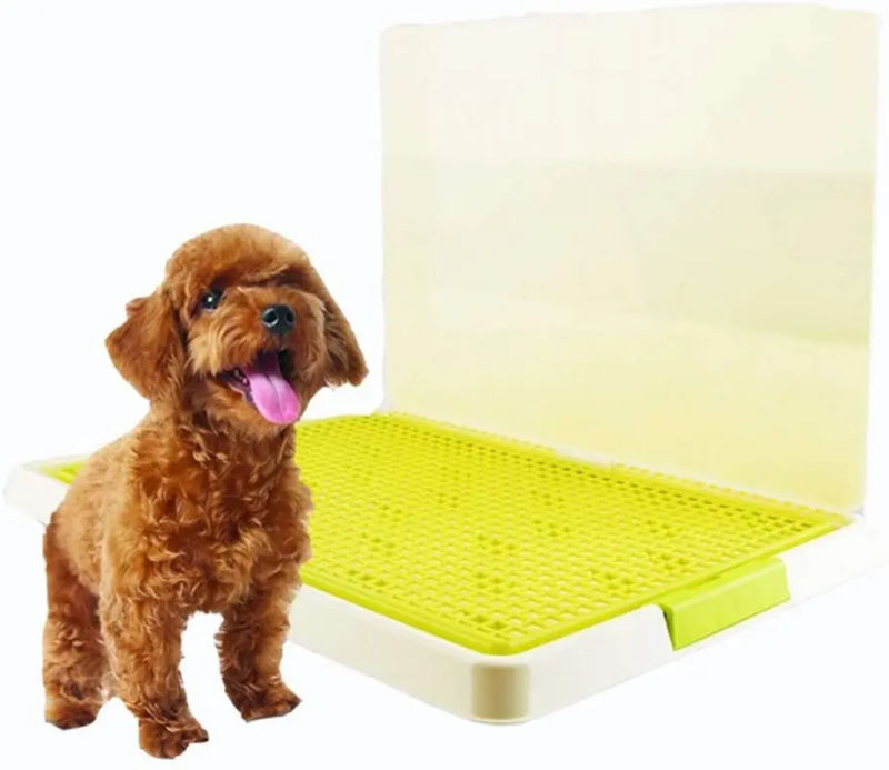 Huấn Luyện Chó Poodle Đi Vệ Sinh Đúng Chỗ Gallery 1