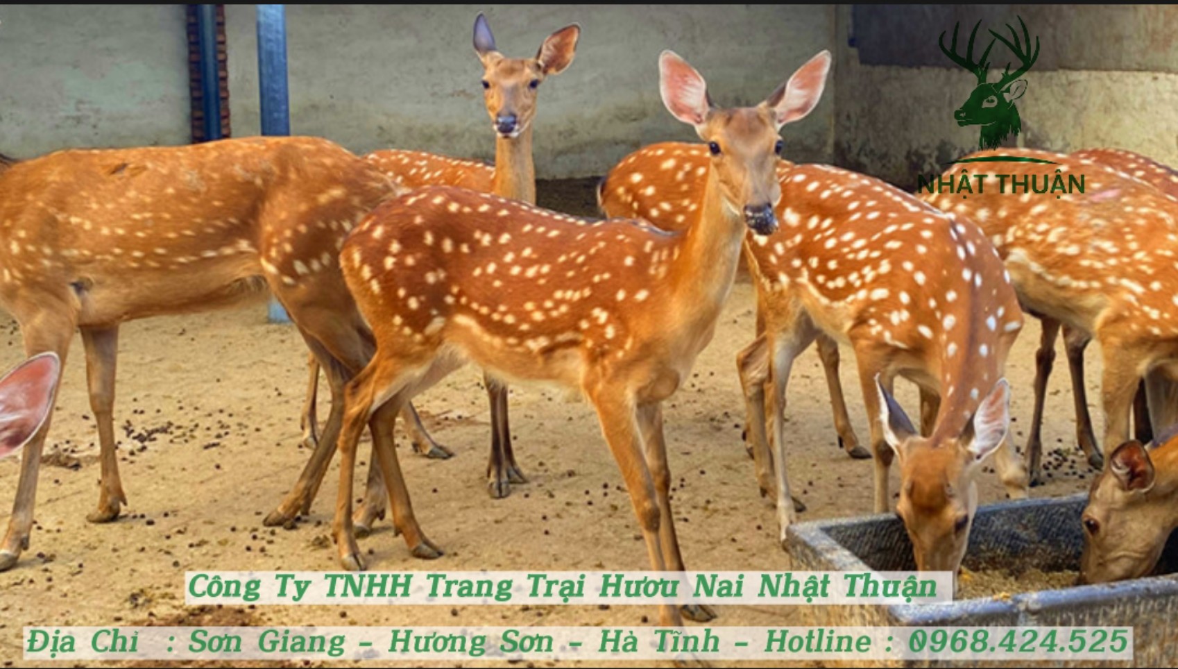 Mô hình nuôi hươu lấy nhung hiệu quả, sinh lời cao Gallery 1