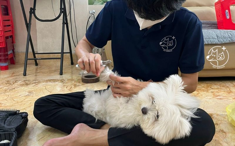 Cách Tắm Cho Poodle: Hướng Dẫn Chi Tiết Từ A Đến Z Gallery 1
