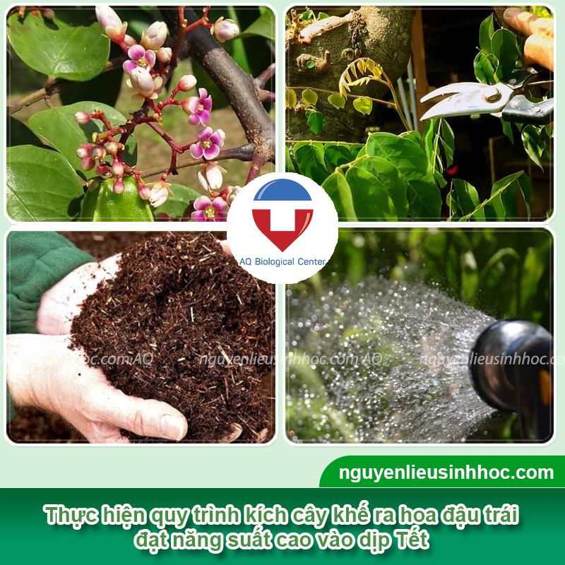 Cách Làm Cây Khế Ra Quả Vào Dịp Tết Gallery 1