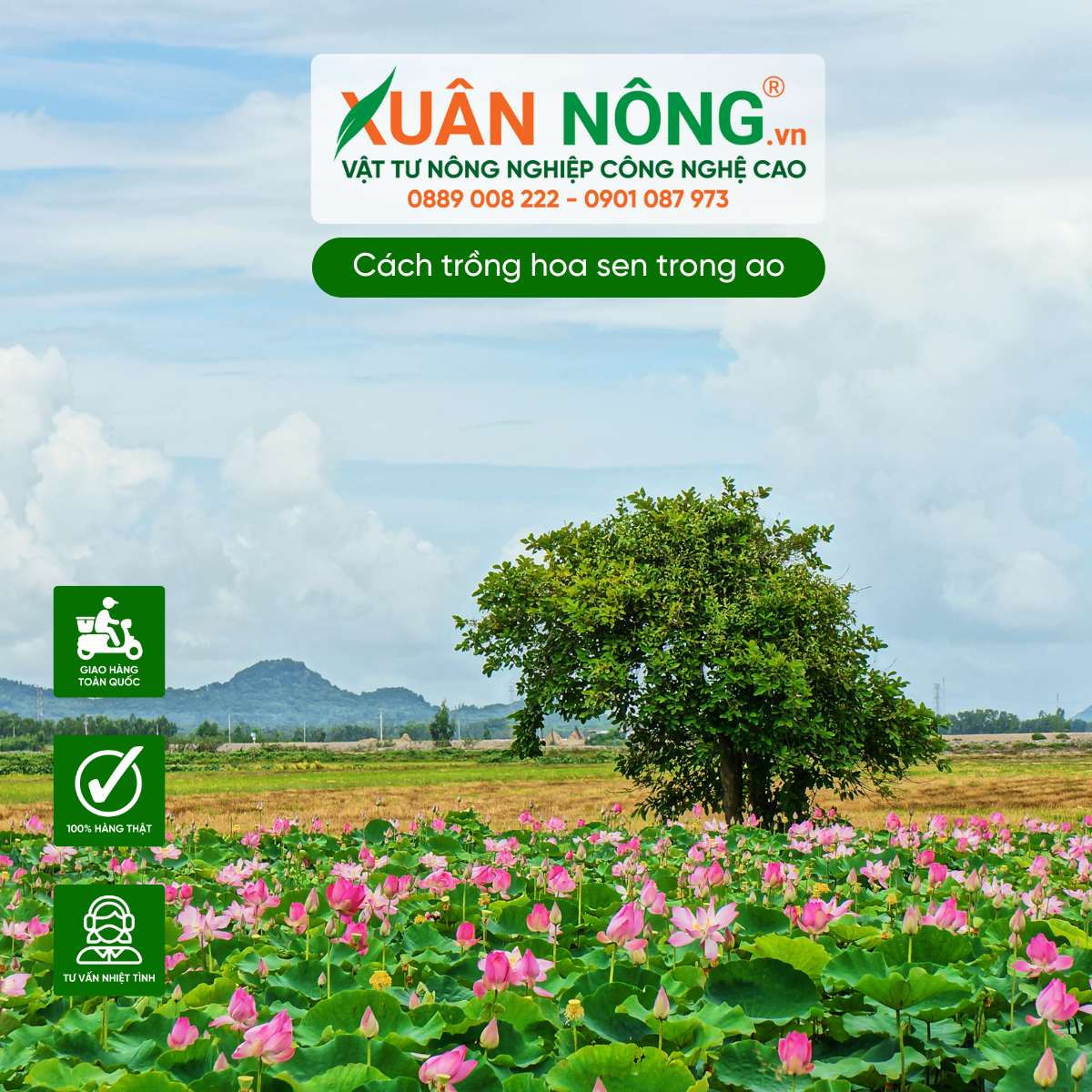 Cách Trồng Sen Trong Ao Sâu Gallery 1