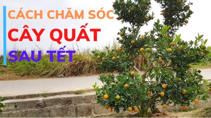 Cách Trồng Lại Cây Quất Sau Tết Gallery 1