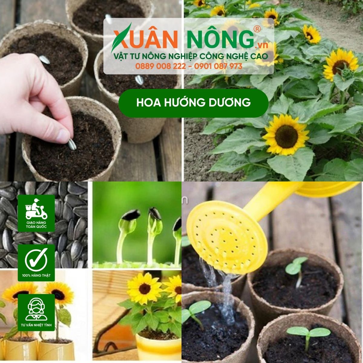 Trồng Hướng Dương Tết: Hướng dẫn chi tiết từ gieo trồng đến thu hoạch Gallery 1