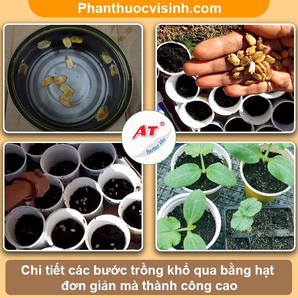 Cách Ươm Hạt Khổ Qua Hiệu Quả Nhất Gallery 1