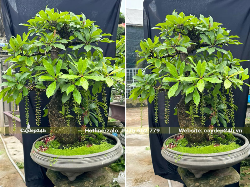 Cách Trồng Lộc Vừng Thả Nước Gallery 1