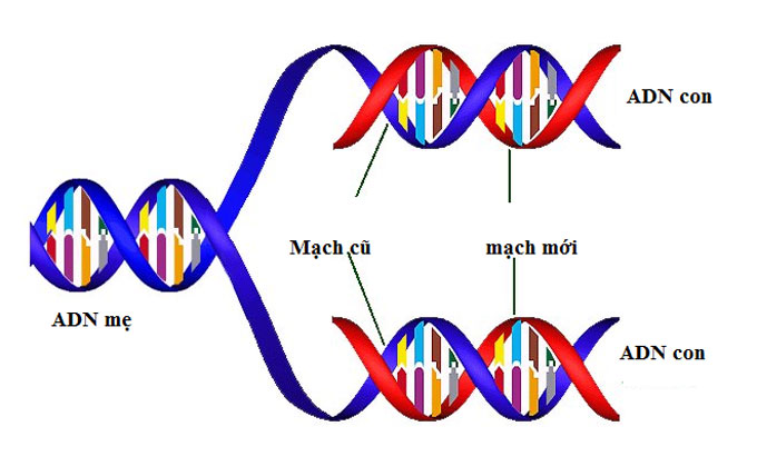 DNA và ADN: Sự khác biệt và điểm tương đồng Gallery 2