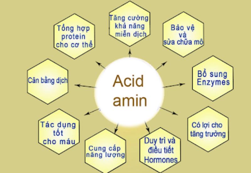 Amino Acids Là Gì? Gallery 2