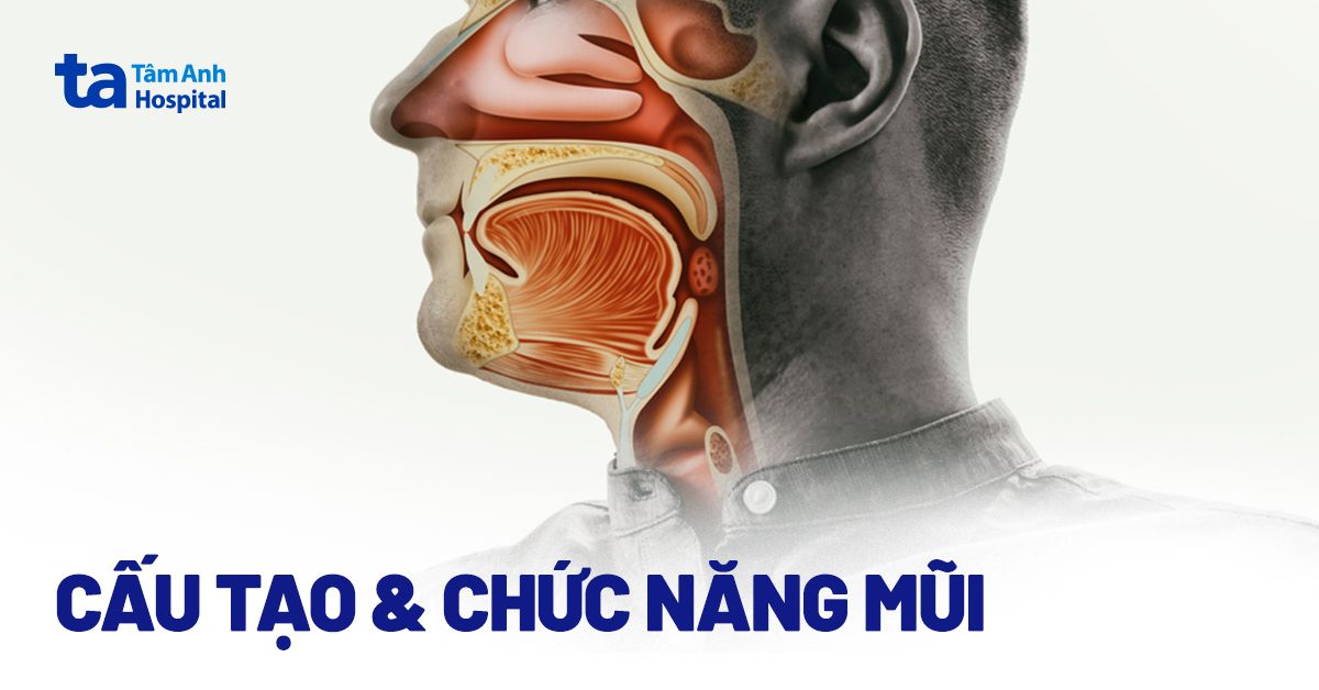 Hốc mũi ở đâu? Gallery 2
