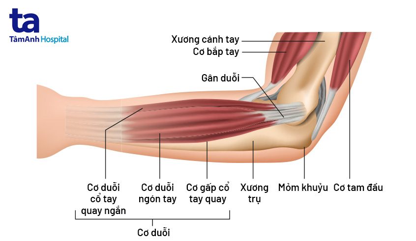 Khủyu Tay Là Gì? Gallery 2