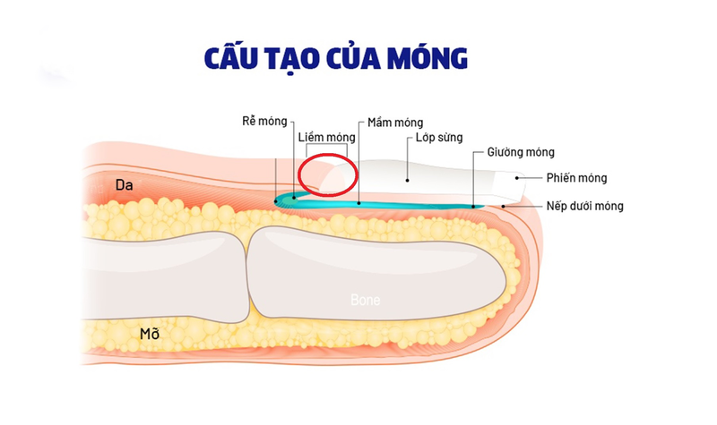 Mầm móng là gì? Định nghĩa, cấu tạo và chức năng của mầm móng Gallery 2
