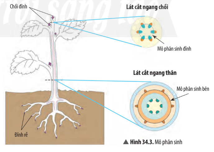 Mô Phân Sinh Là Gì? Gallery 2