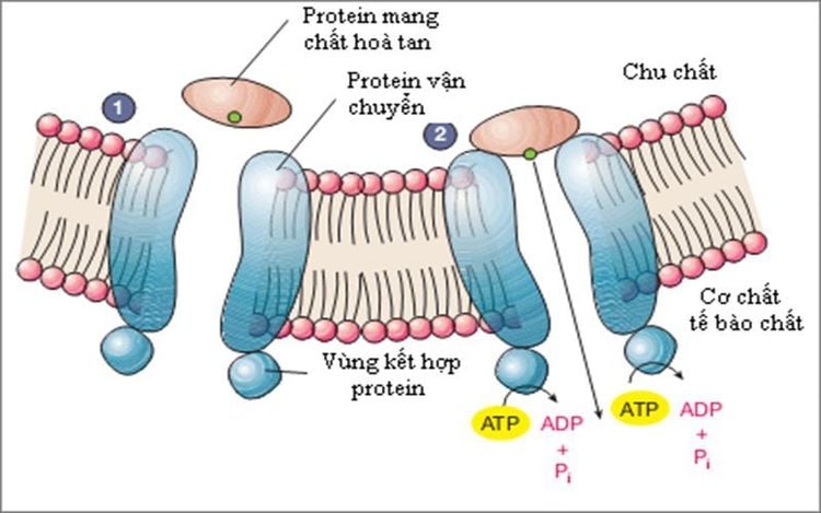 Đặc Điểm Của Protein Gallery 2