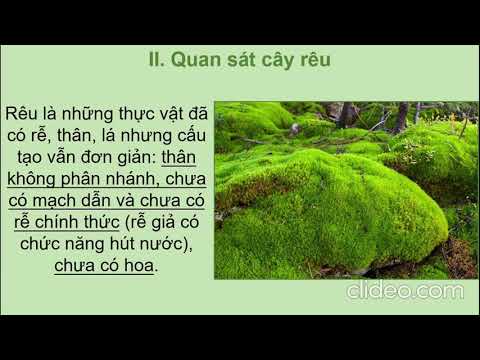 Rế là gì? Gallery 2