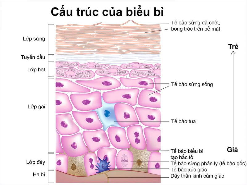 Tế Bào Sừng Là Gì? Gallery 2