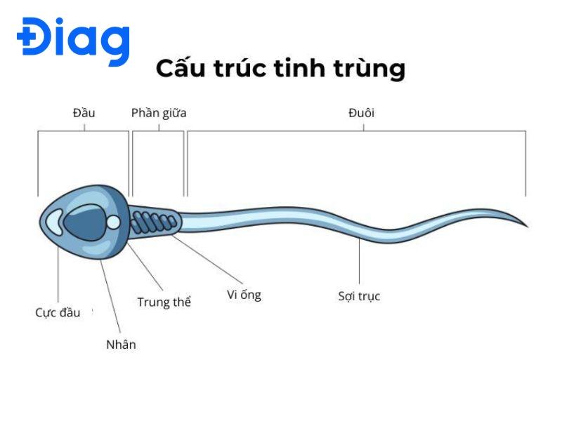Tinh Trùng Là Gì? Gallery 2