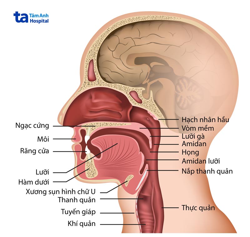 Vòm miệng ở đâu? Gallery 2