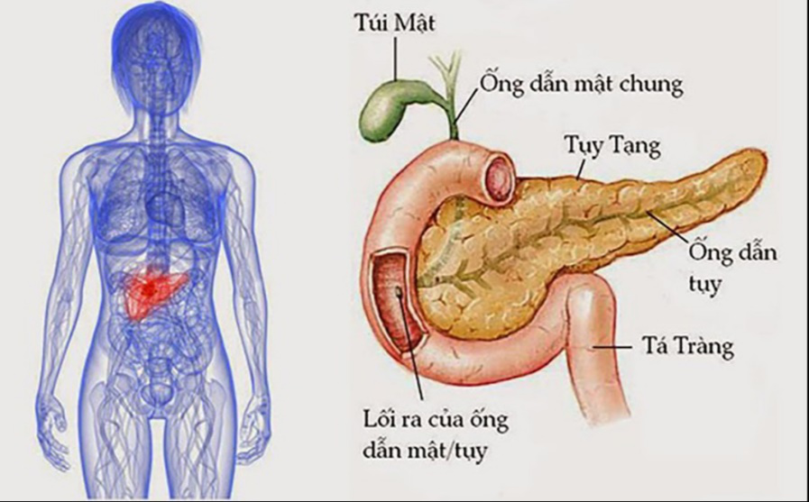 Tuyến Tụy Nằm Ở Đâu? Gallery 2