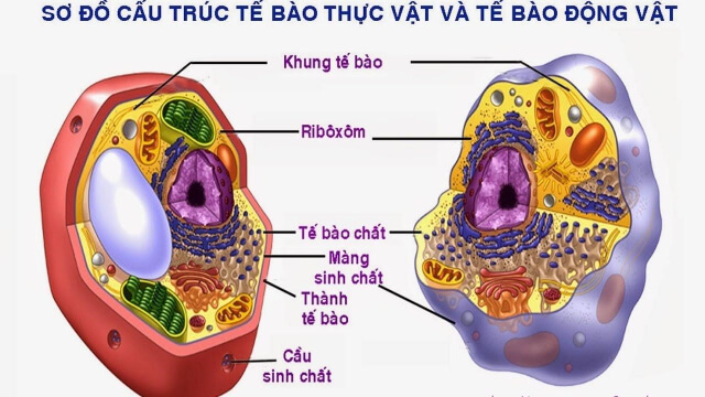 So sánh tế bào thực vật và động vật Gallery 2