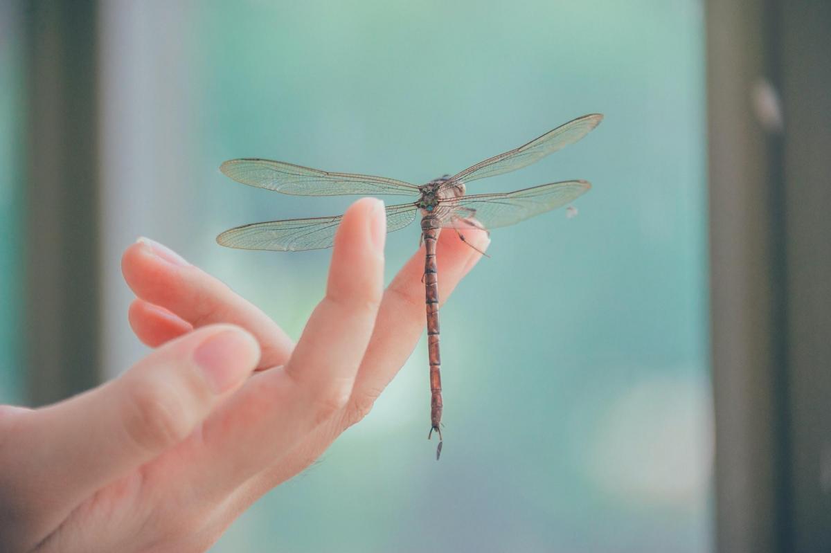Chuồn chuồn báo điềm gì?