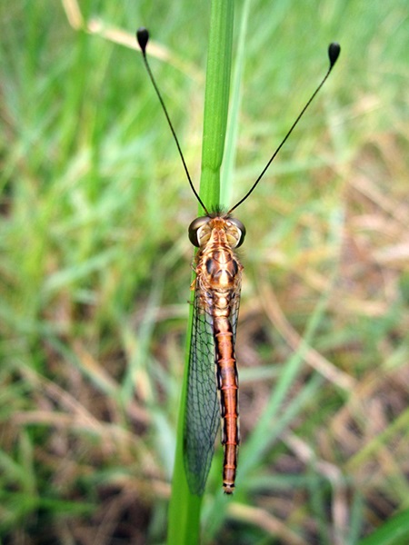 Chuồn Chuồn Có Râu